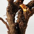 Resveratrol